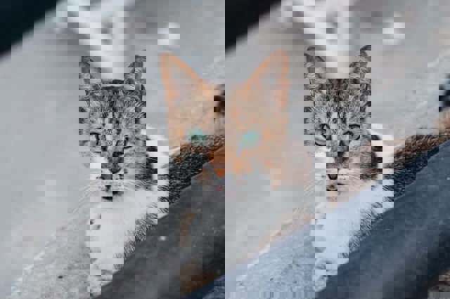 Bărbat anchetat penal după ce a lovit şi schingiuit pisica şefului său