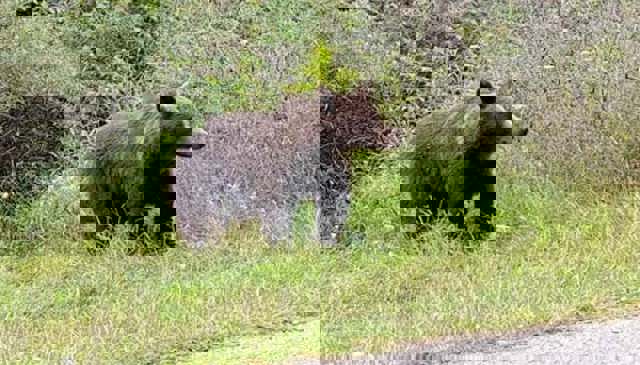 Alertă de urs în cartierul Zamora din Bușteni