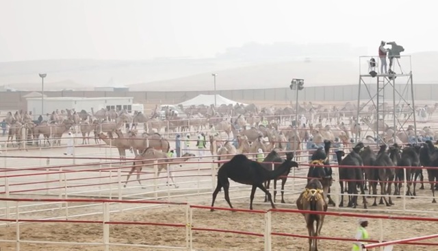 20 de cămile au fost descalificate de la un concurs de frumusețe pentru că aveau botox și silicon