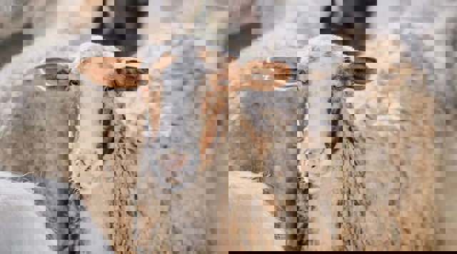 Primul caz de variolă ovină confirmat în România. Care sunt semnele bolii