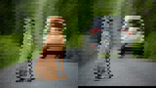 Vezi ce amendă a primit un bărbat după ce a abandonat un căţel pe marginea drumului