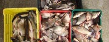 Peste 570 kg peşte, confiscate de poliţiştii de frontieră