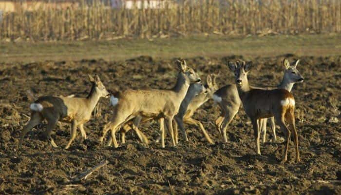 Descoperire șocantă în Olt. Șapte căprioare ucise de substanțele raticide 
