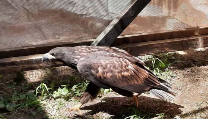  Un vultur codalb, pasăre pe cale de dispariţie care a fost salvată de ecologişti, se recuperează foarte repede
