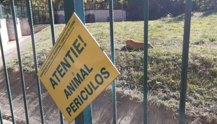 Adăposturi pentru panteră şi leopard la ZOO Bucov, propuse pe lista de investiţii pe 2021