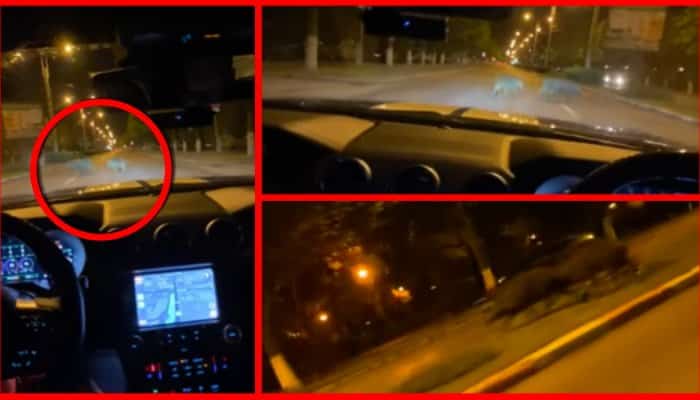 FOTO | Mistreţi surprinşi traversând cel mai mare bulevard din Ploieşti, prin faţa maşinilor