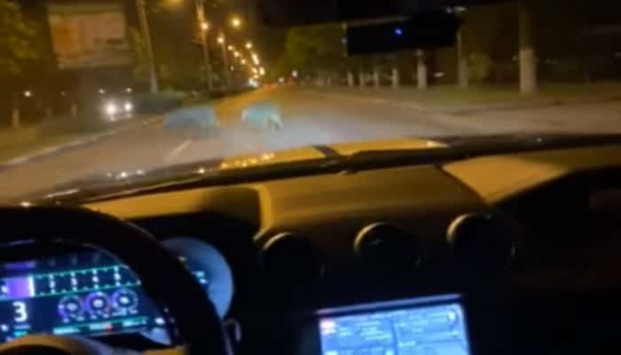 10 lucruri nebănuite despre mistreţii surprinşi pe străzile Ploieştiului | PAMFLET