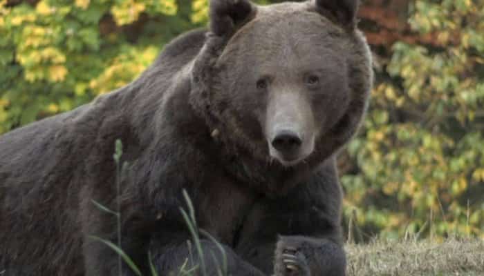 Oamenii din Tușnad au protestat față de problema nerezolvată a urșilor, care coboară în oraș