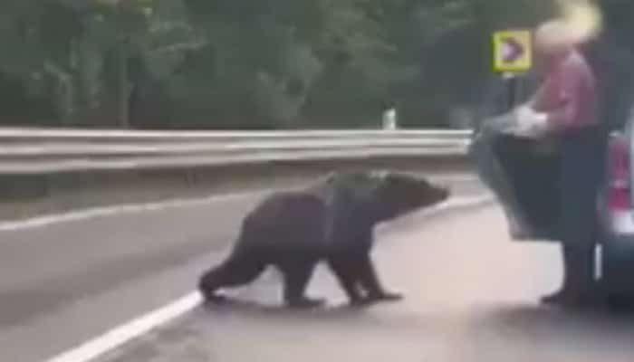 Un bărbat a oprit mașina pe marginea drumului și a hrănit un urs cu pâine