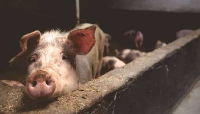 pesta porcina africana