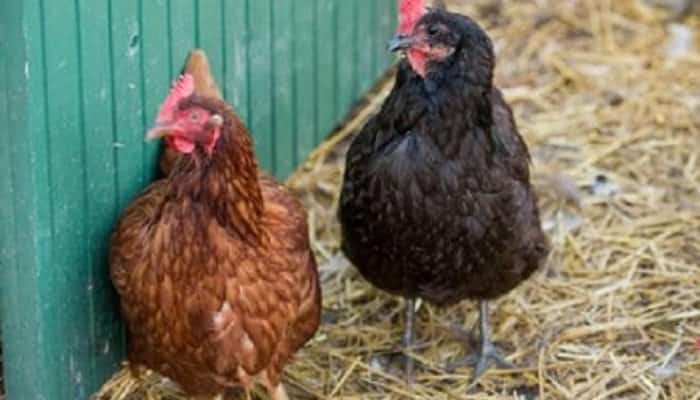 Hal de furt! Doi indivizi au sustras găini convingând gospodina că le vor pentru o expoziție