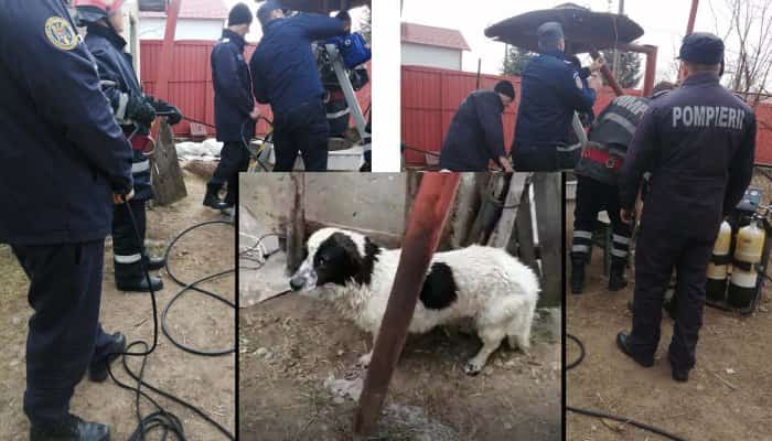 FOTO. Câine salvat dintr-o fântână la Mănești