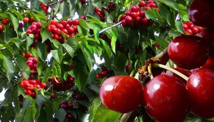 sarbatoarea cireșelor