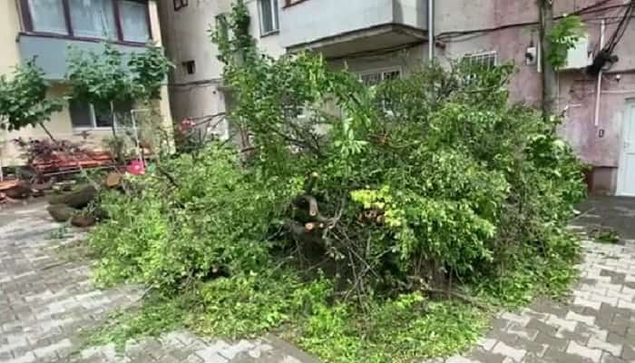 Copac prăbuşit peste două fetițe care se jucau în spatele blocului