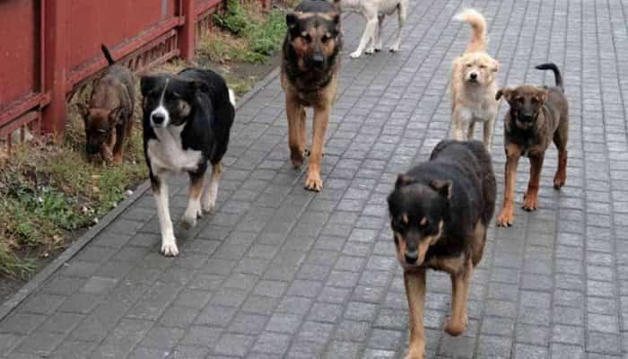 O turistă care a fost mușcată de câini pe plaja din Mamaia nu s-a putut vaccina antirabic pentru că Spitalul de Boli Infecțioase este închis în weekend
