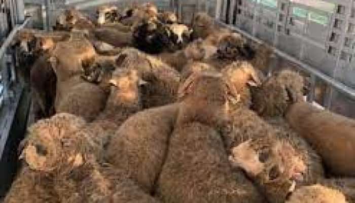 Un autocamion cu 460 de oi s-a răsturnat la Măneciu