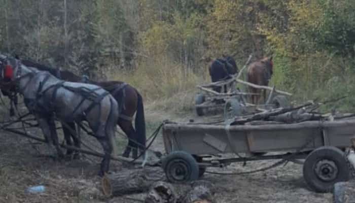 Căruţaş din Prahova prins de poliţişti după ce a vândut lemne de foc furate