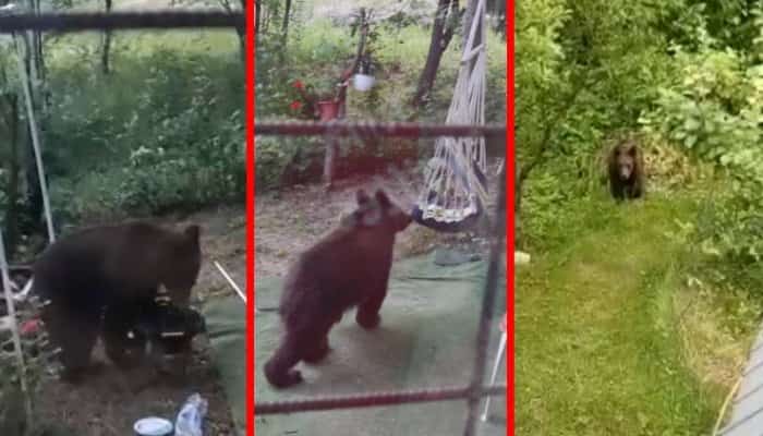 VIDEO 🎦 Panică în Nistoreşti, din cauza urşilor. Un urs a fost surprins într-o curte, adulmecând grătarul şi "testând" leagănul copiilor