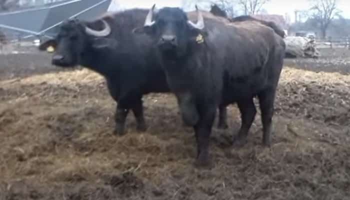 Fermier din Prahova, amendat pentru că-și înfometa animalele