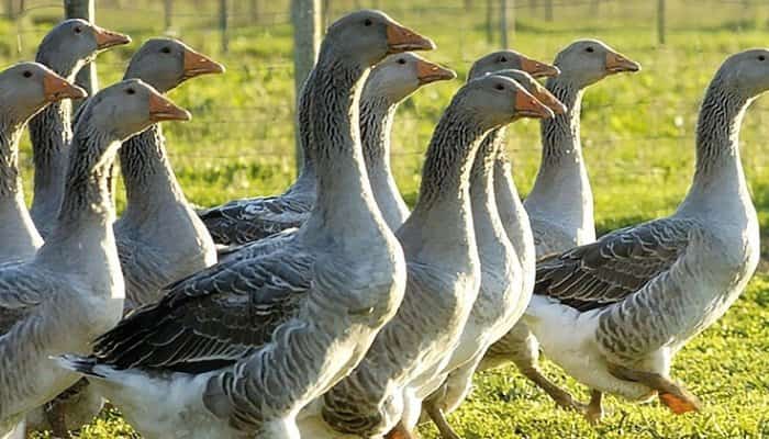 Focar de gripă aviară la o fermă de gâşte din Ungaria, aproape de graniţa cu România