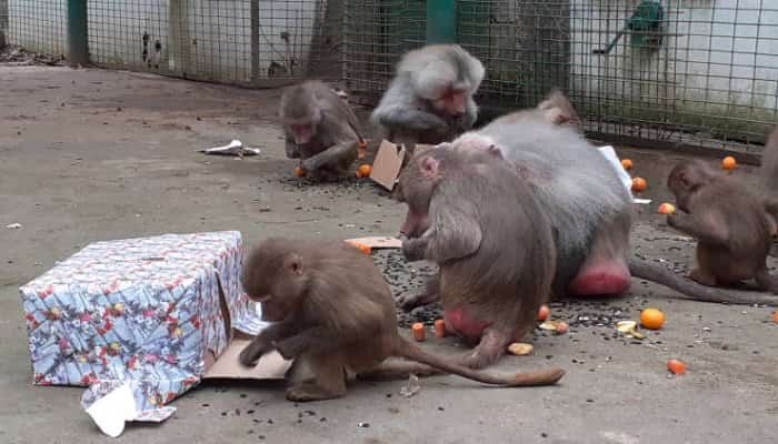 Crăciunul Animalelor, sărbătorit pe 20 decembrie la ZOO Bucov