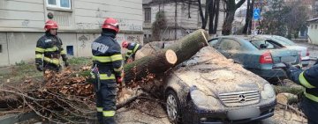 VIDEO 🎦 Patru mașini parcate pe o stradă din Buzău au fost avariate de un copac doborât de vânt