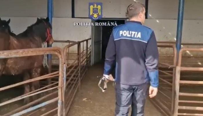 percheziții cai produse din carne