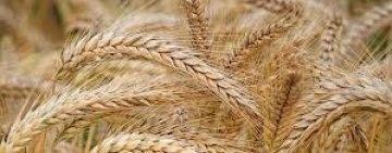 Rusia: Acordul privind cerealele a fost extins pentru 60 de zile
