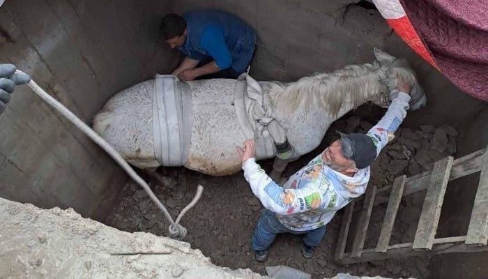 VIDEO. Intervenție spectaculoasă a pompierilor pentru salvarea unui cal căzut într-o fosă septică