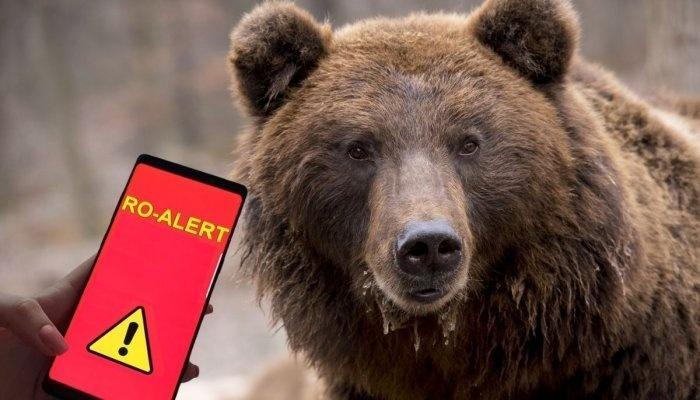 Mesaj RO-ALERT după ce un bărbat a fost atacat de urs într-o pădure din comuna Nucşoara