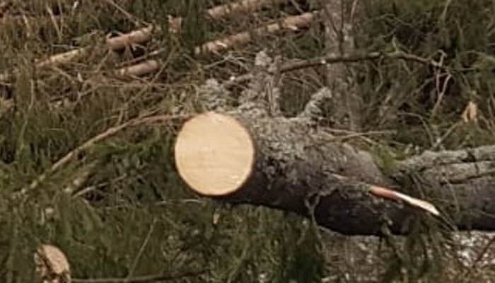 Dosar penal pentru doi bărbaţi din Scorţeni, prinşi cu căruţa plină de lemne furate