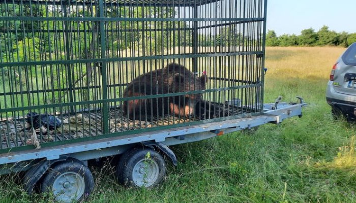 Încă un urs a fost capturat în Măneciu, cu ajutorul cuștii Primăriei