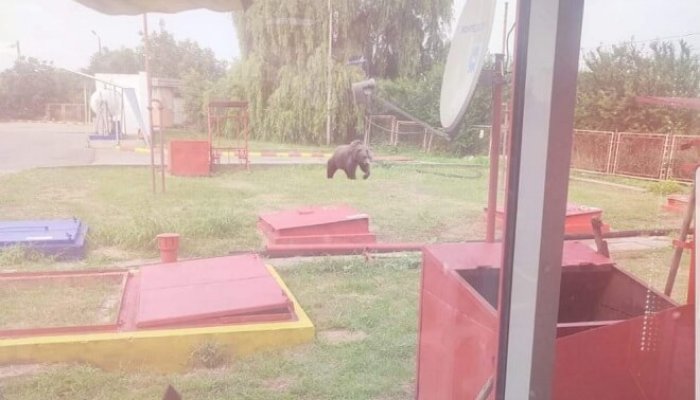 ursul la blejoi fake news