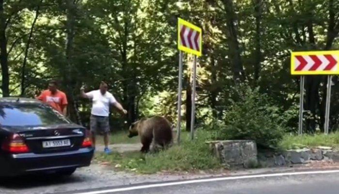 urs pe Transfăgărășan