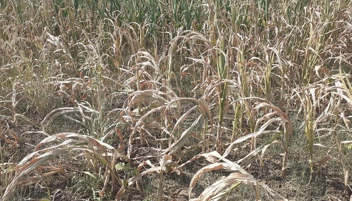 secetă prahova bilant