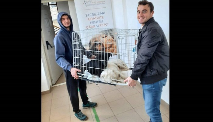 sterilizare