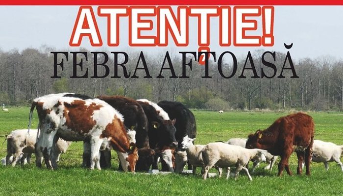măsuri focar febră aftoasă