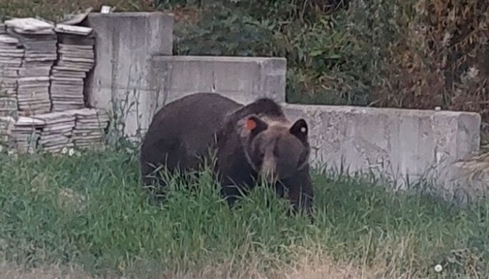urs ro-alert sinaia