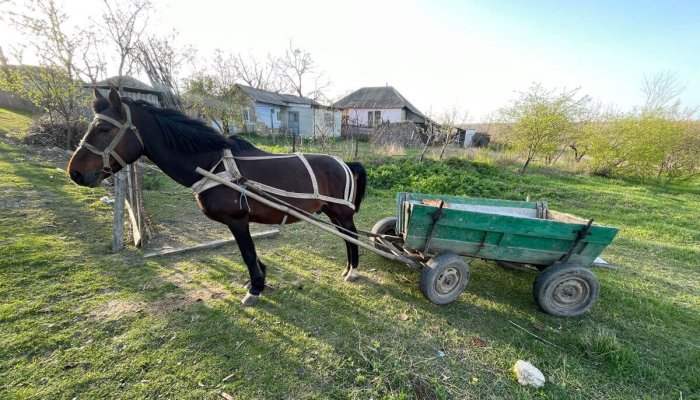 căruță cu cal