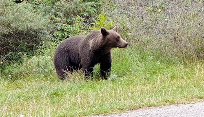 Alertă de urs, în zona Câmpina. Animalul a apărut pe stradă în plină zi