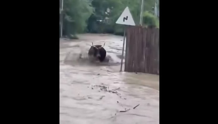 inundații cosminele