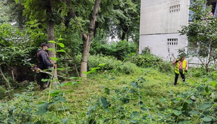 curățenie și dezinsecție în cartiere