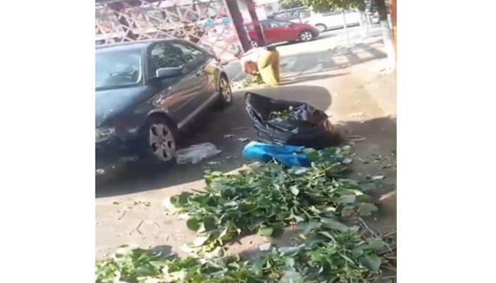 flori de tei crengi rupte