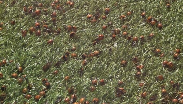 invazie de buburuze pe litoral