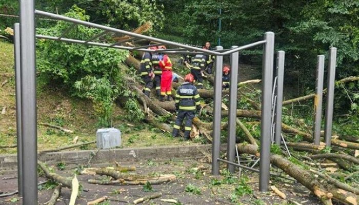 copac căzut brașov