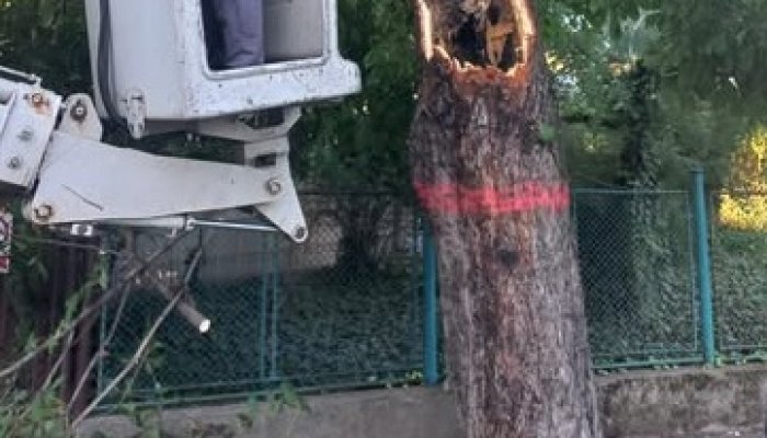 arbori marcați tăiere