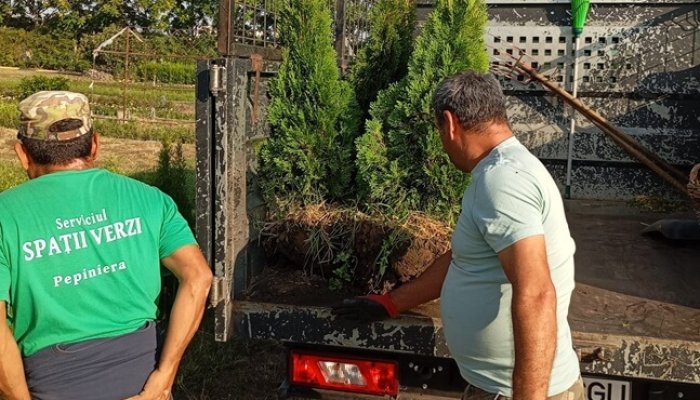 arbori plantări sgu
