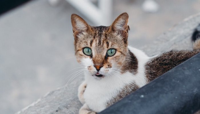 pisică schingiuită