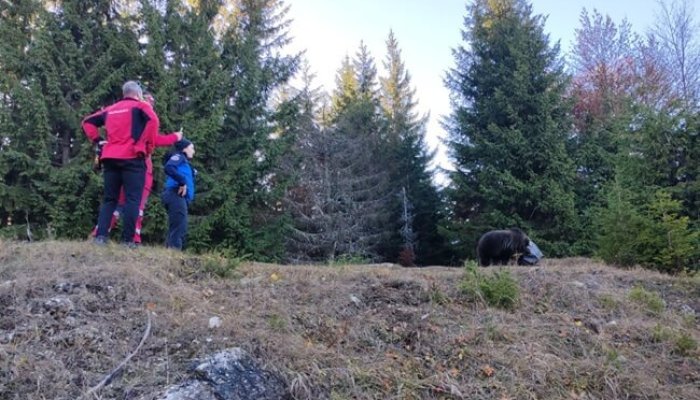 pui de urs salvat poiana brasov