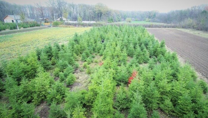 pomi de crăciun romsilva